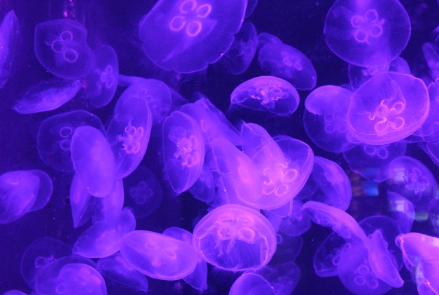 クラゲに包まれてるみたいな感覚になるクラゲ攻め