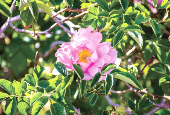 ダマスクローズ