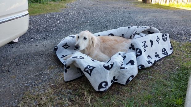 絨毯にくるまれて運ばれるケフィ