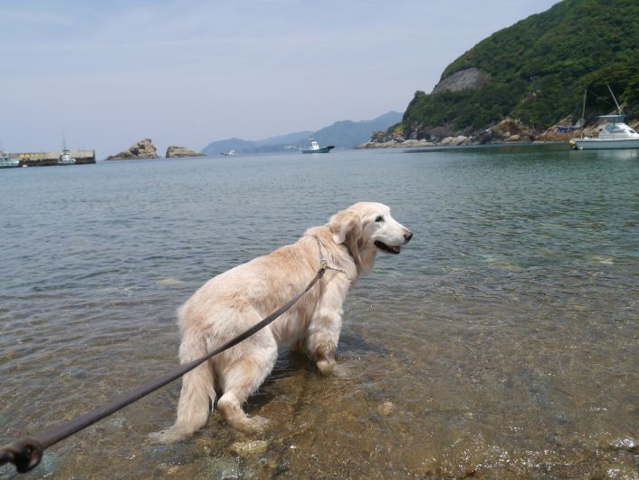 海に入りたがるケフィ