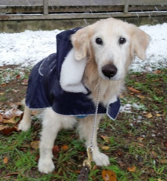 初雪の日のケフィ