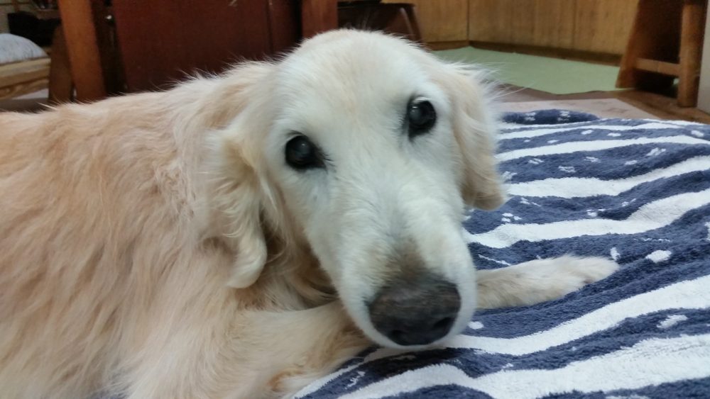 ちょっぴり元気になったケフィ