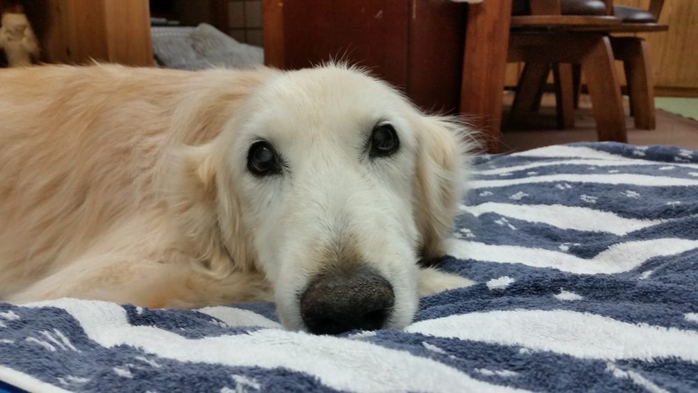 ちょびっとだけ元気になったケフィ