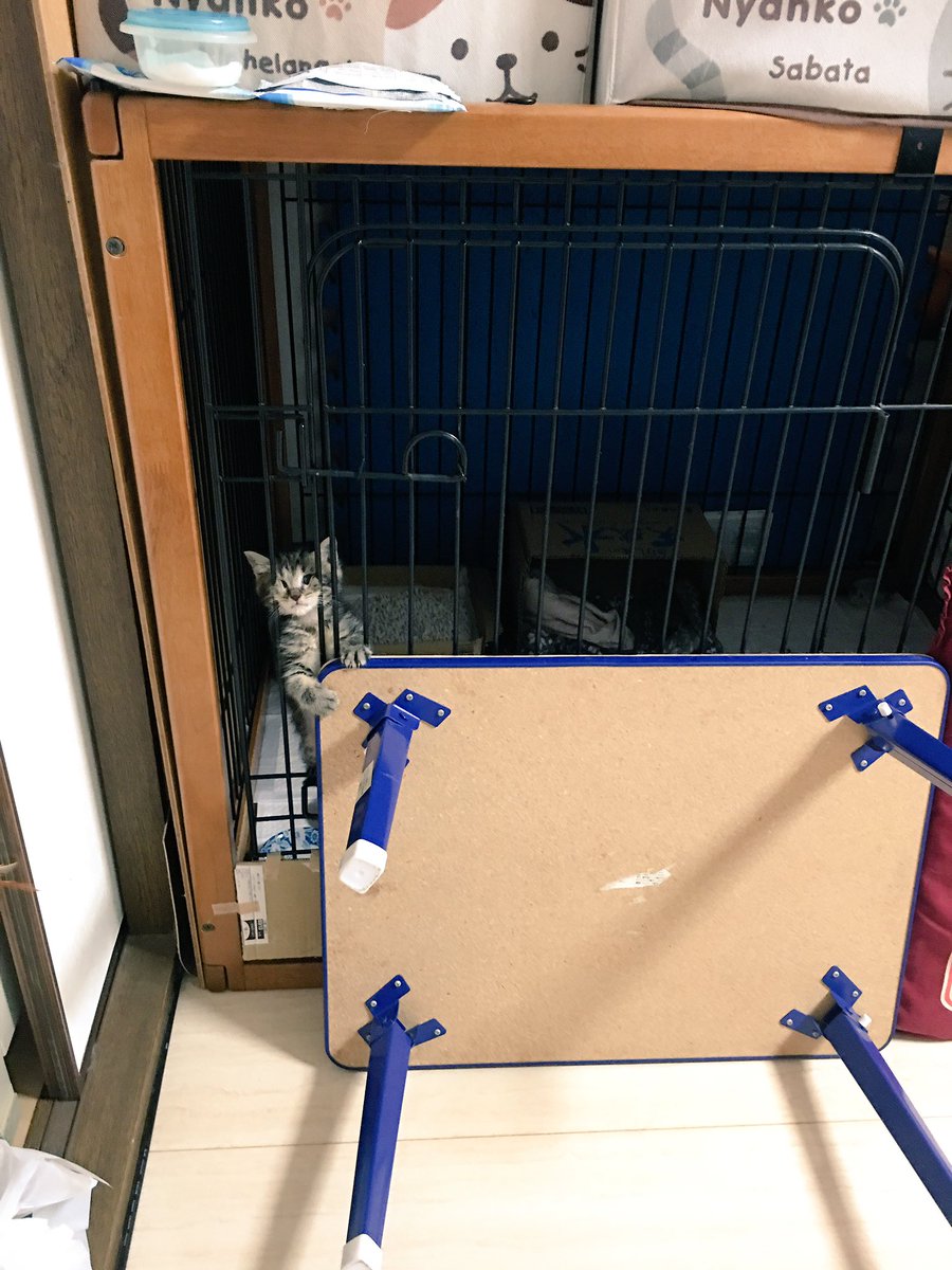 『バズにゃん』イサムくん／ハマジさん1