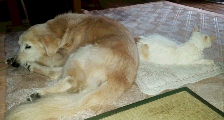 ケフィに寄り添うでんすけ