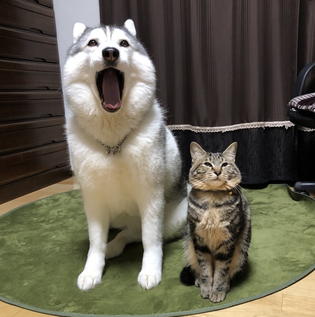 『バズにゃん』シルビアちゃんとイサムくん／ハマジさん3