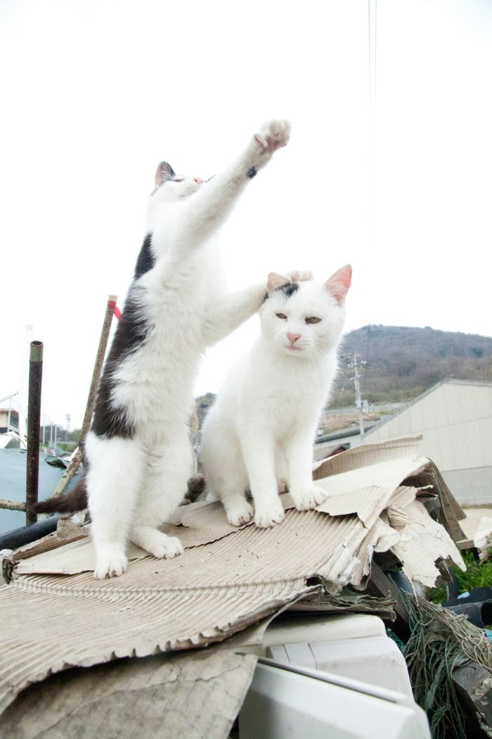 山本正義著『立ち猫』（ナツメ社）