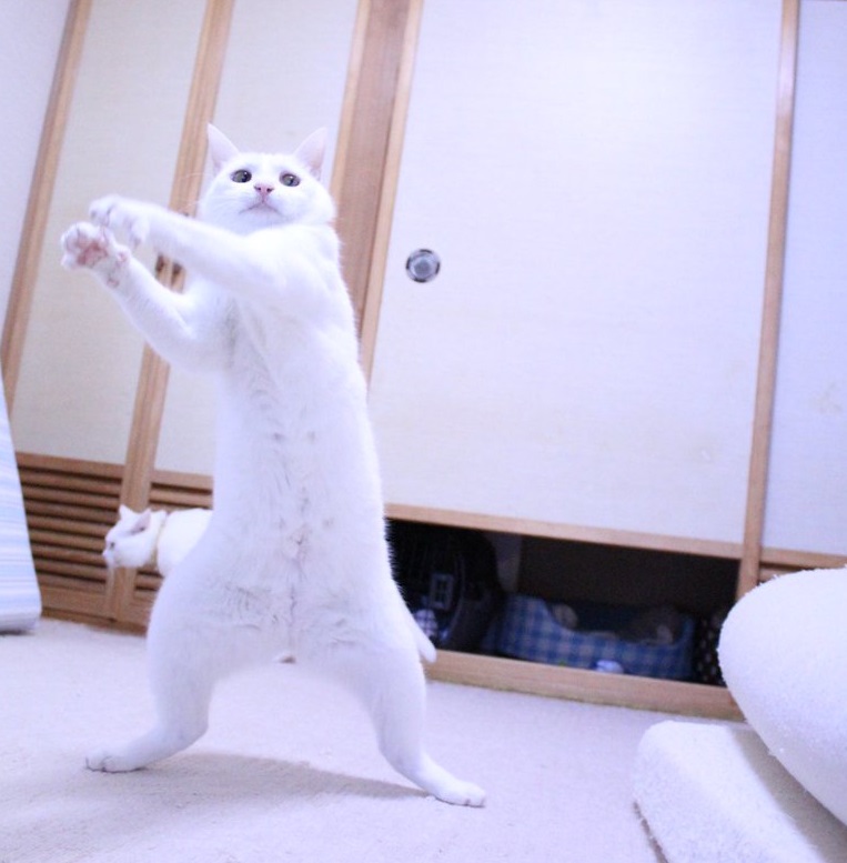 『バズにゃん』リリーちゃん／しんばぷーさん2