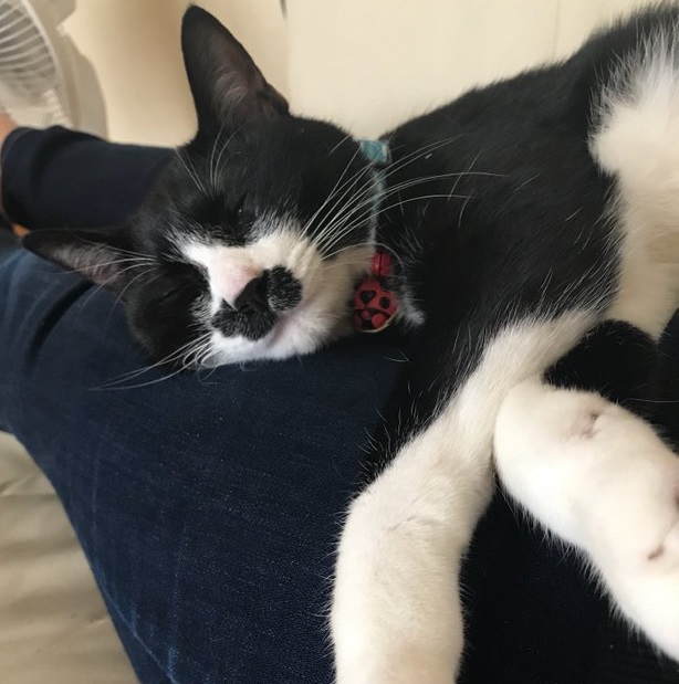 『バズにゃん』イギーくん／トウカイトリックボットさん3