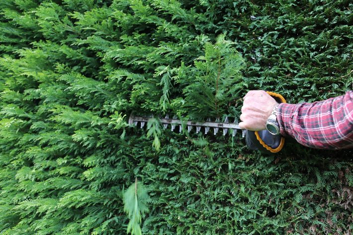 お手入れの形は「短くカット」が一番人気