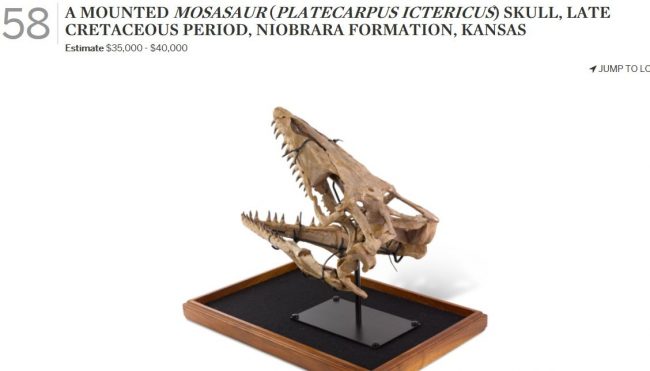 モササウルスの化石