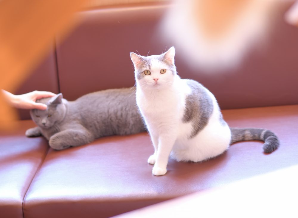 猫カフェモカ店内