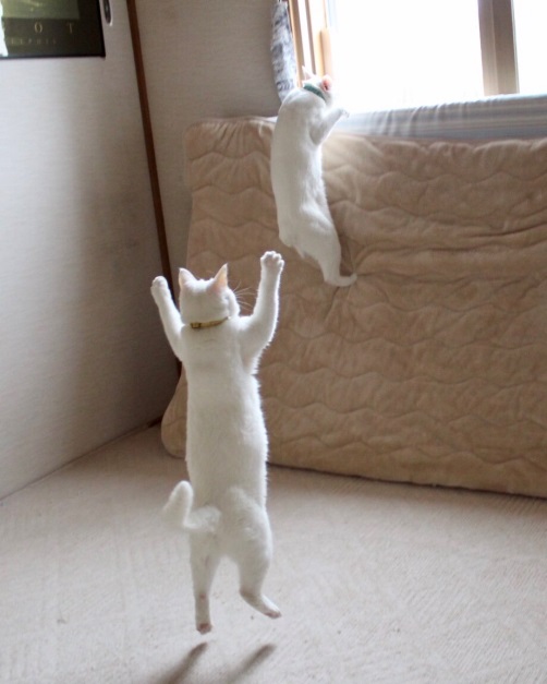 『バズにゃん』リリーちゃんとぷるちゃん／しんばぷーさん3