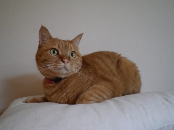 シンスケ・オス