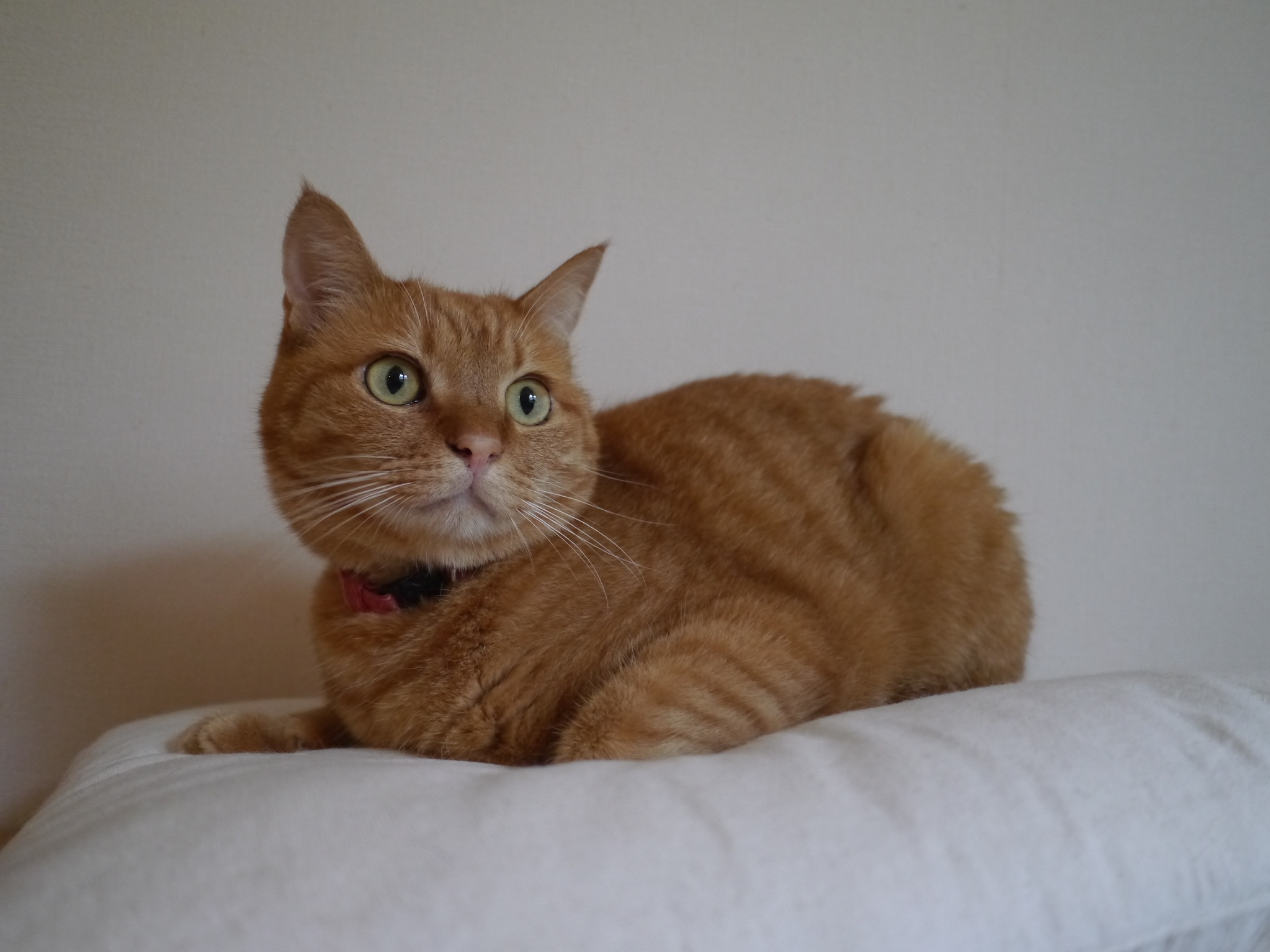 シンスケ・オス