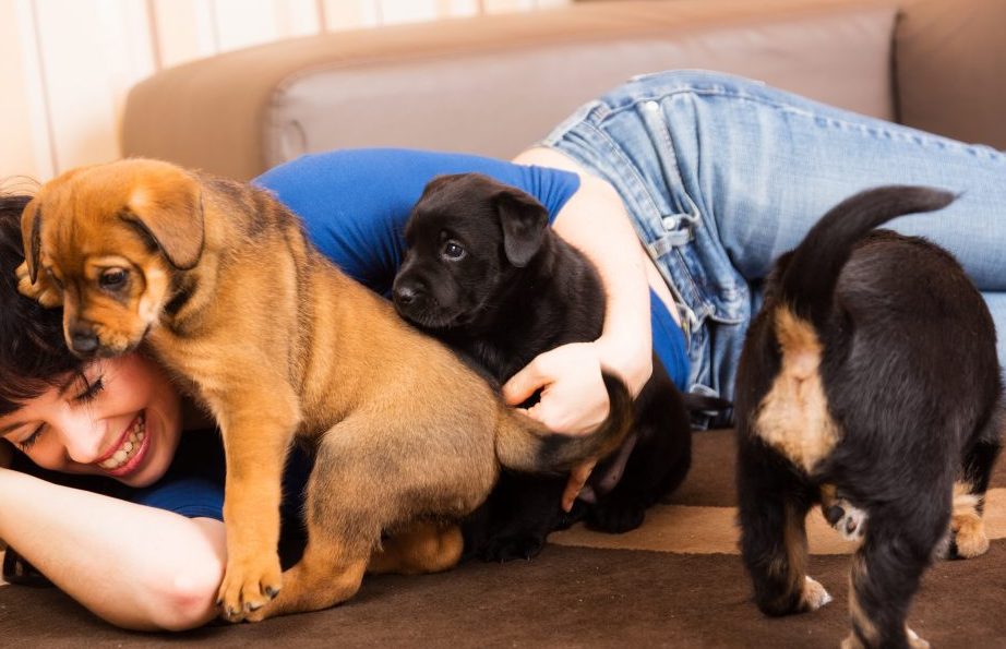 じゃれて遊ぶ子犬