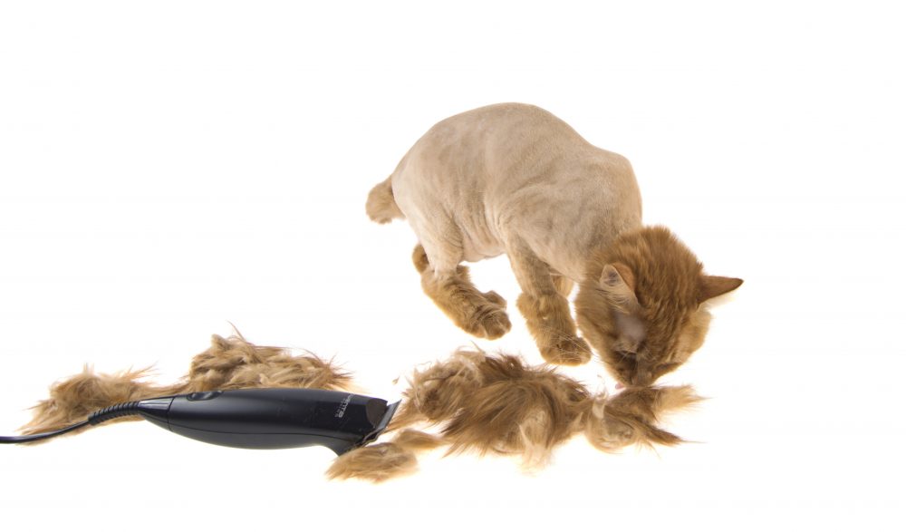 サマーカット　猫