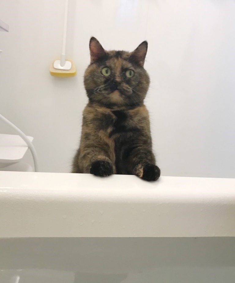 あ、見ちゃったにゃん