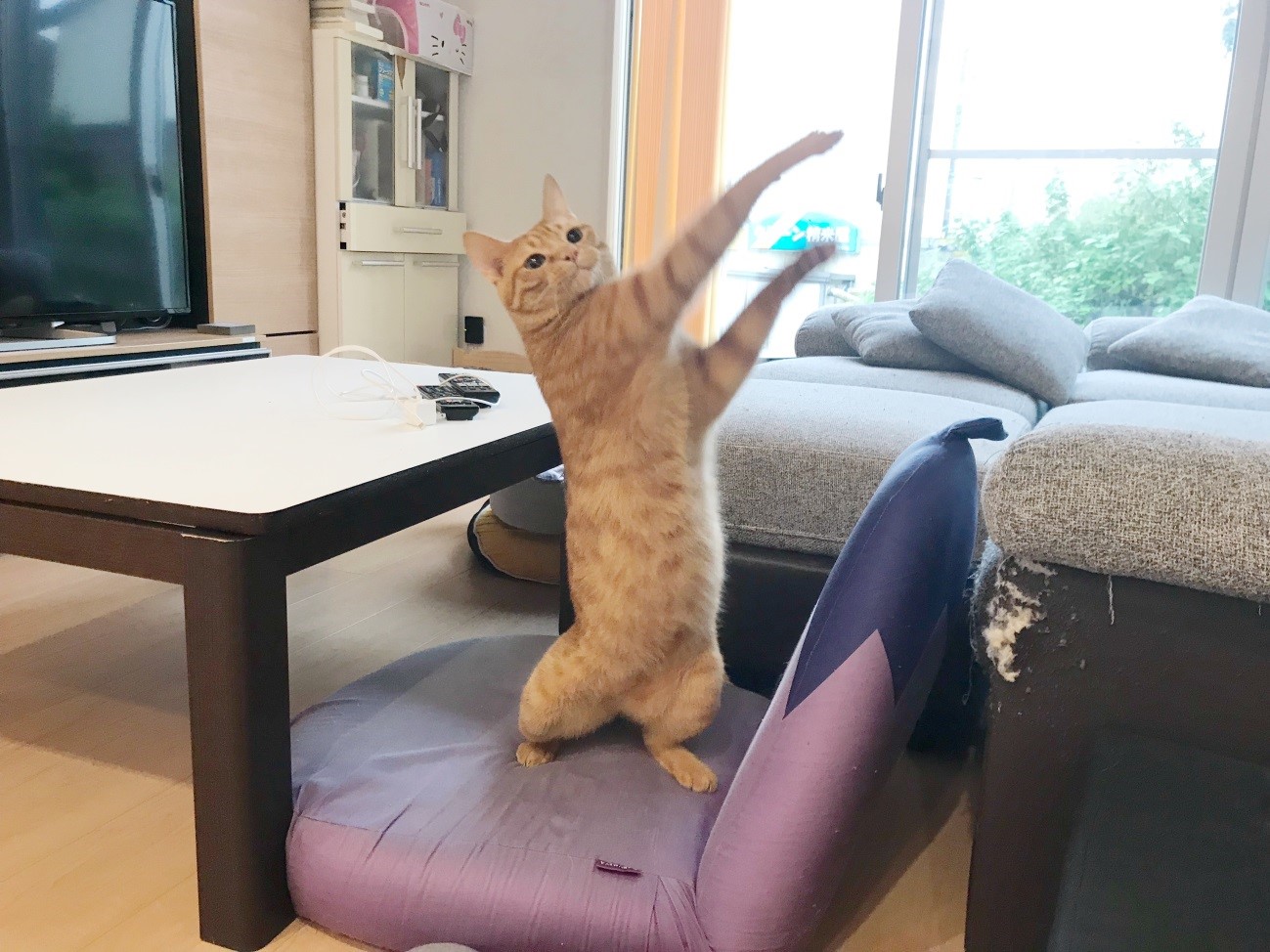 ヒーローにゃん