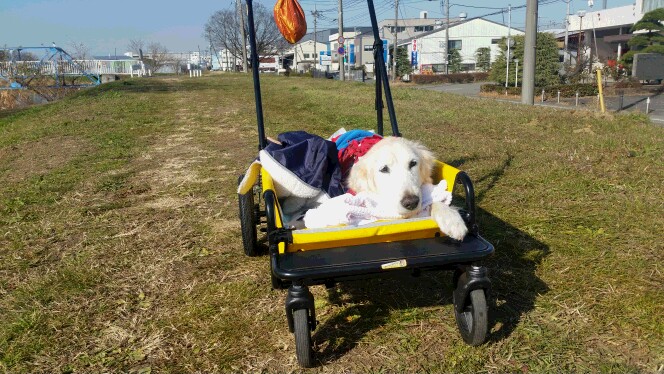 ケフィ　バギー　散歩