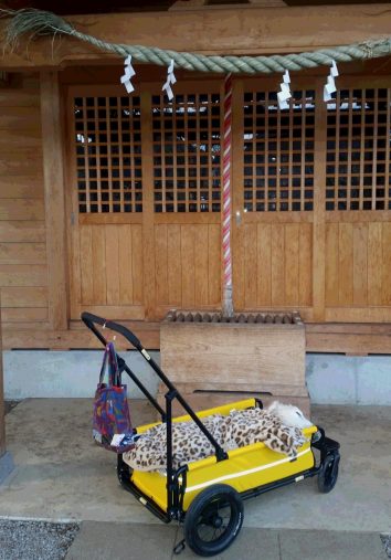 お正月、神社にお参り ケフィ