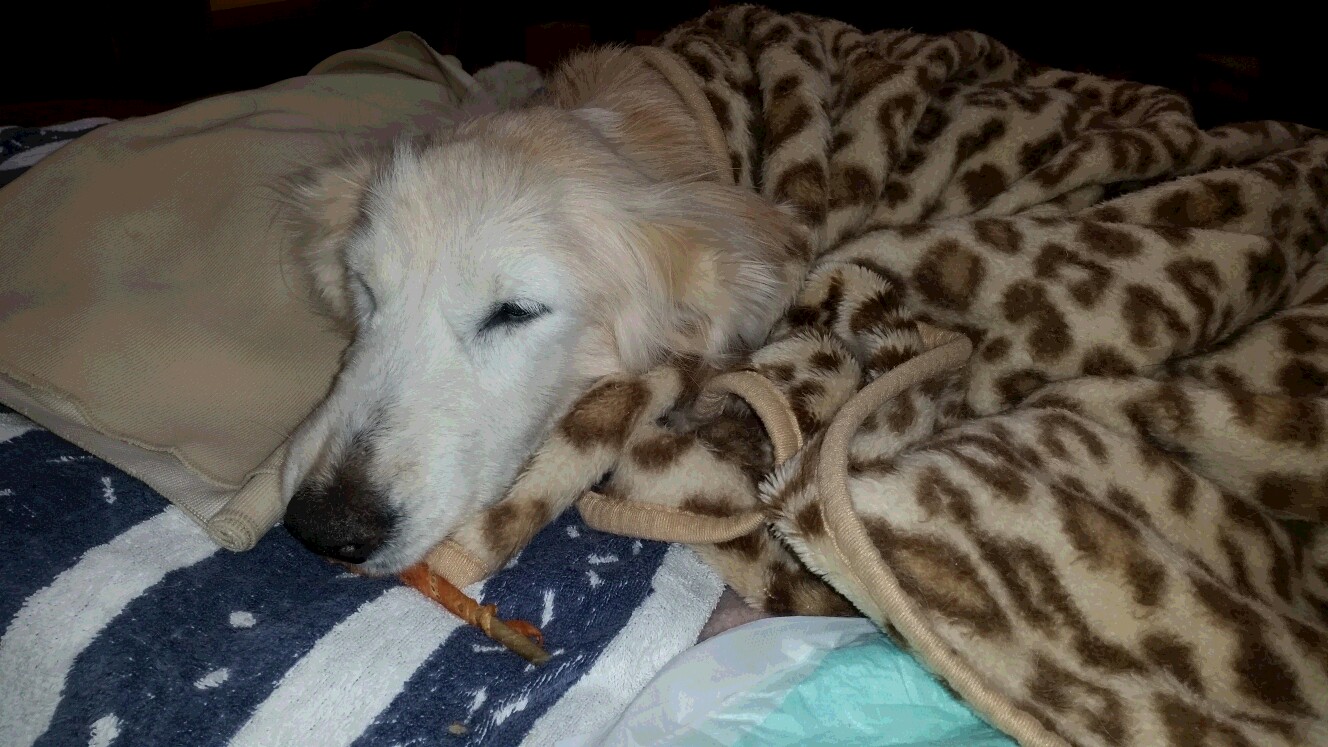 食いしん坊健在なケフィ