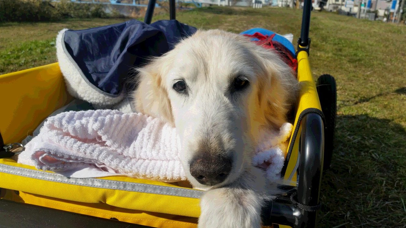 かつての散歩コースをカートで回るケフィ