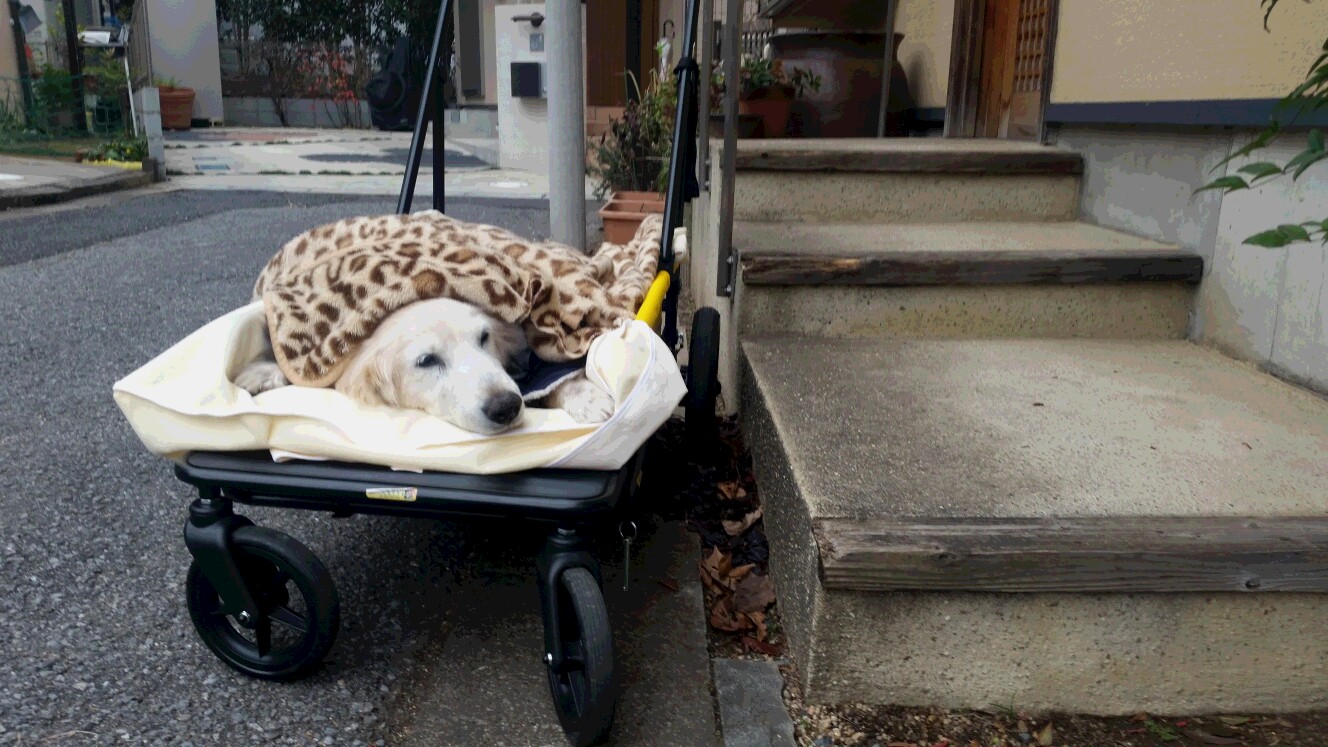 カートに乗っているケフィ