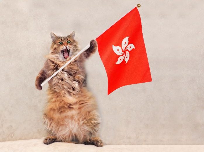 香港の旗を持つ猫