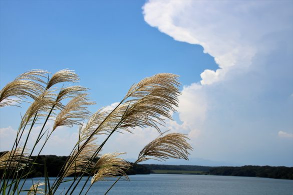 ゴールドバックルベルト