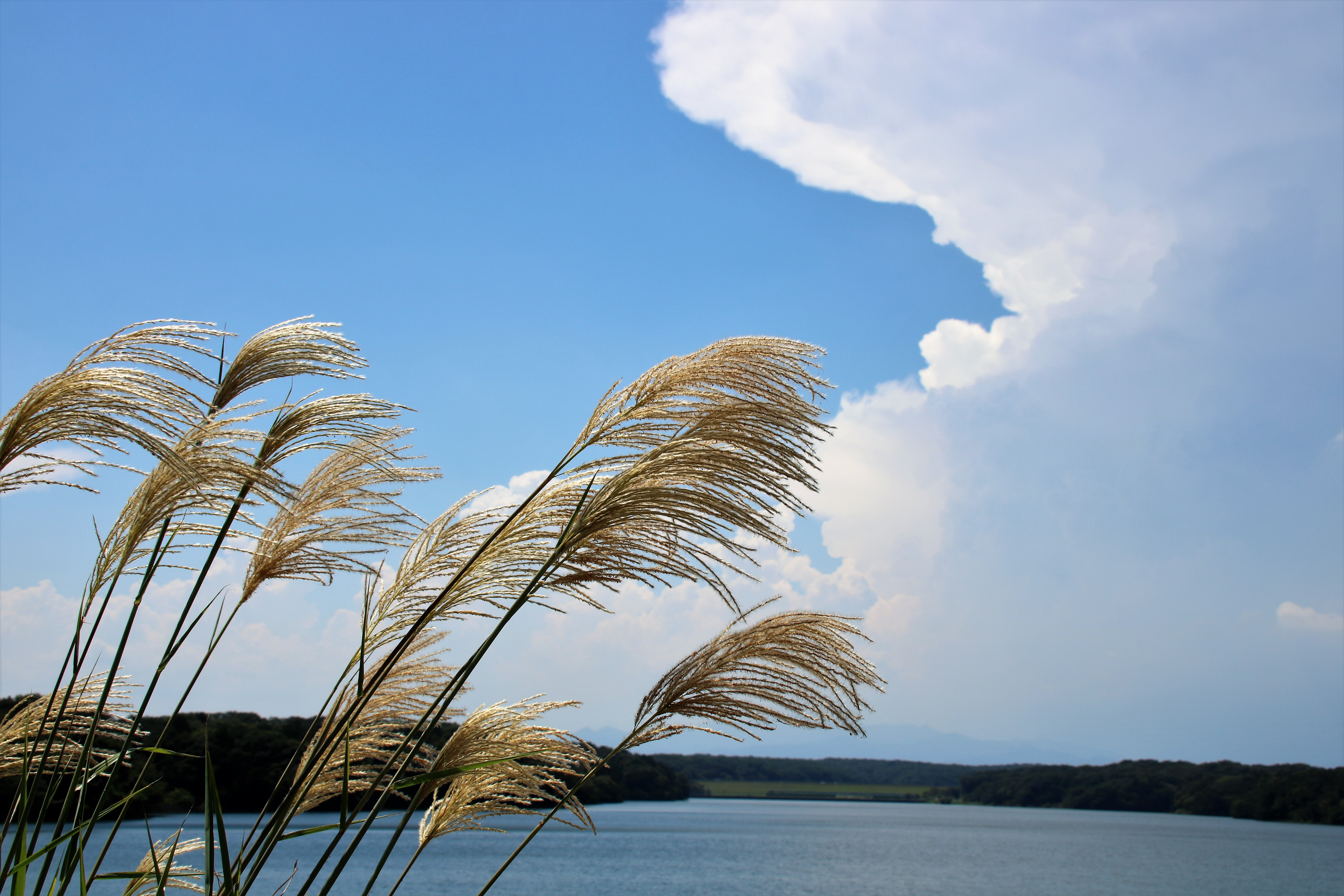 ゴールドバックルベルト