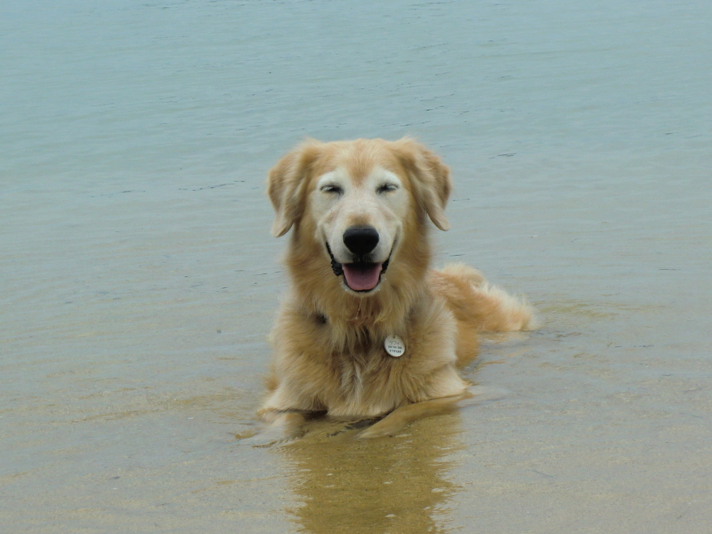 海の中で笑う　木附さんが16年間一緒に暮らした、ゴールデン・レトリーバーの「ケフィ」