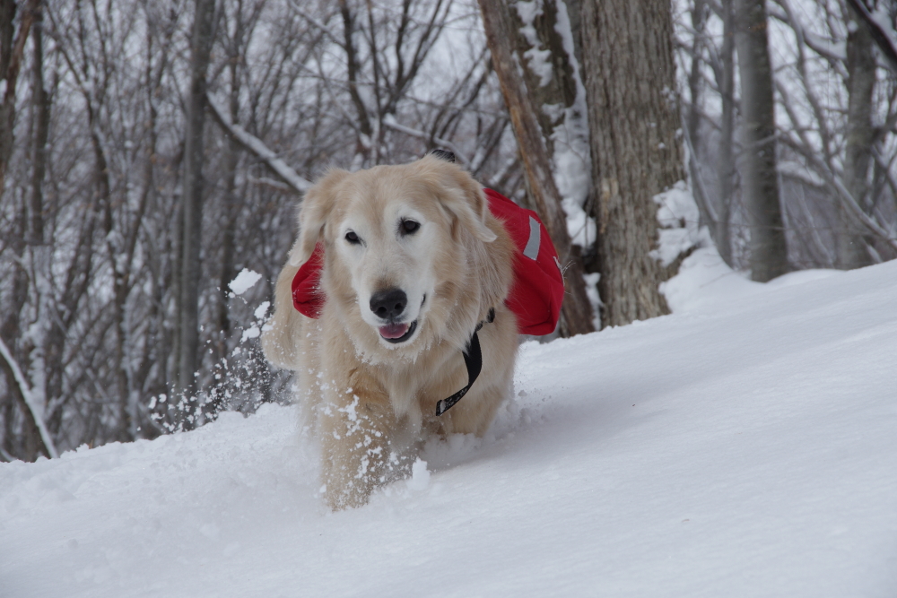 雪の中で　木附さんが16年間一緒に暮らした、ゴールデン・レトリーバーの「ケフィ」