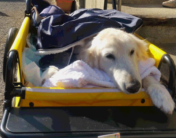 カートで移動　木附さんが16年間一緒に暮らした、ゴールデン・レトリーバーの「ケフィ」