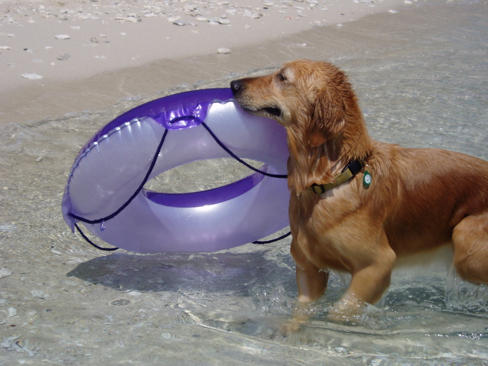 水遊び　木附さんが16年間一緒に暮らした、ゴールデン・レトリーバーの「ケフィ」