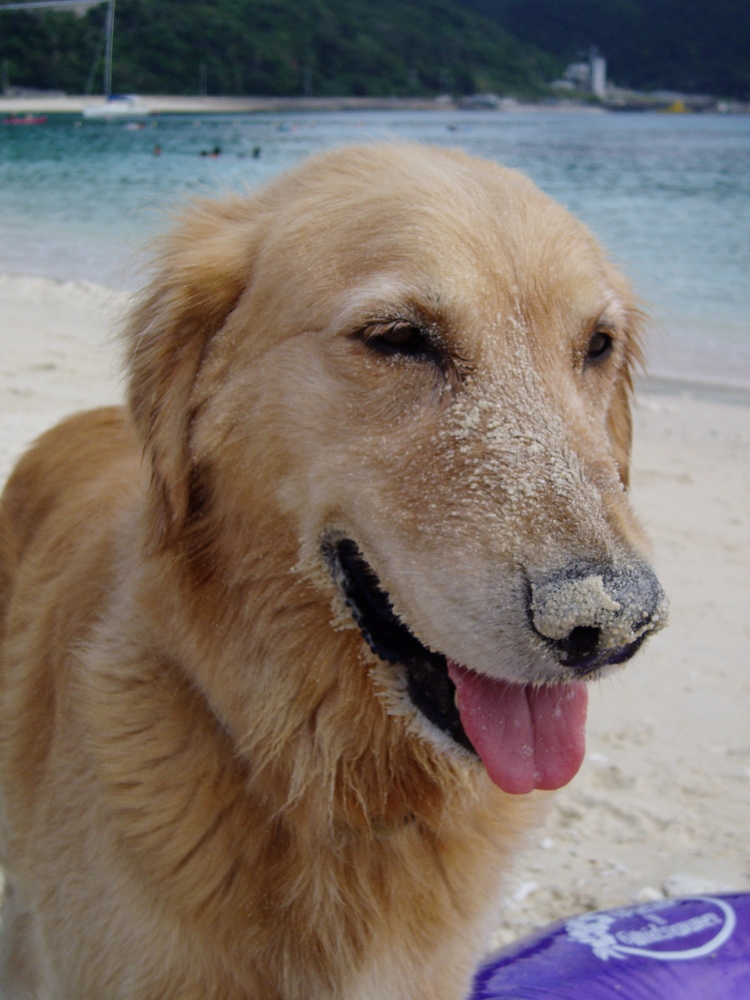 ビーチで　木附さんが16年間一緒に暮らした、ゴールデン・レトリーバーの「ケフィ」