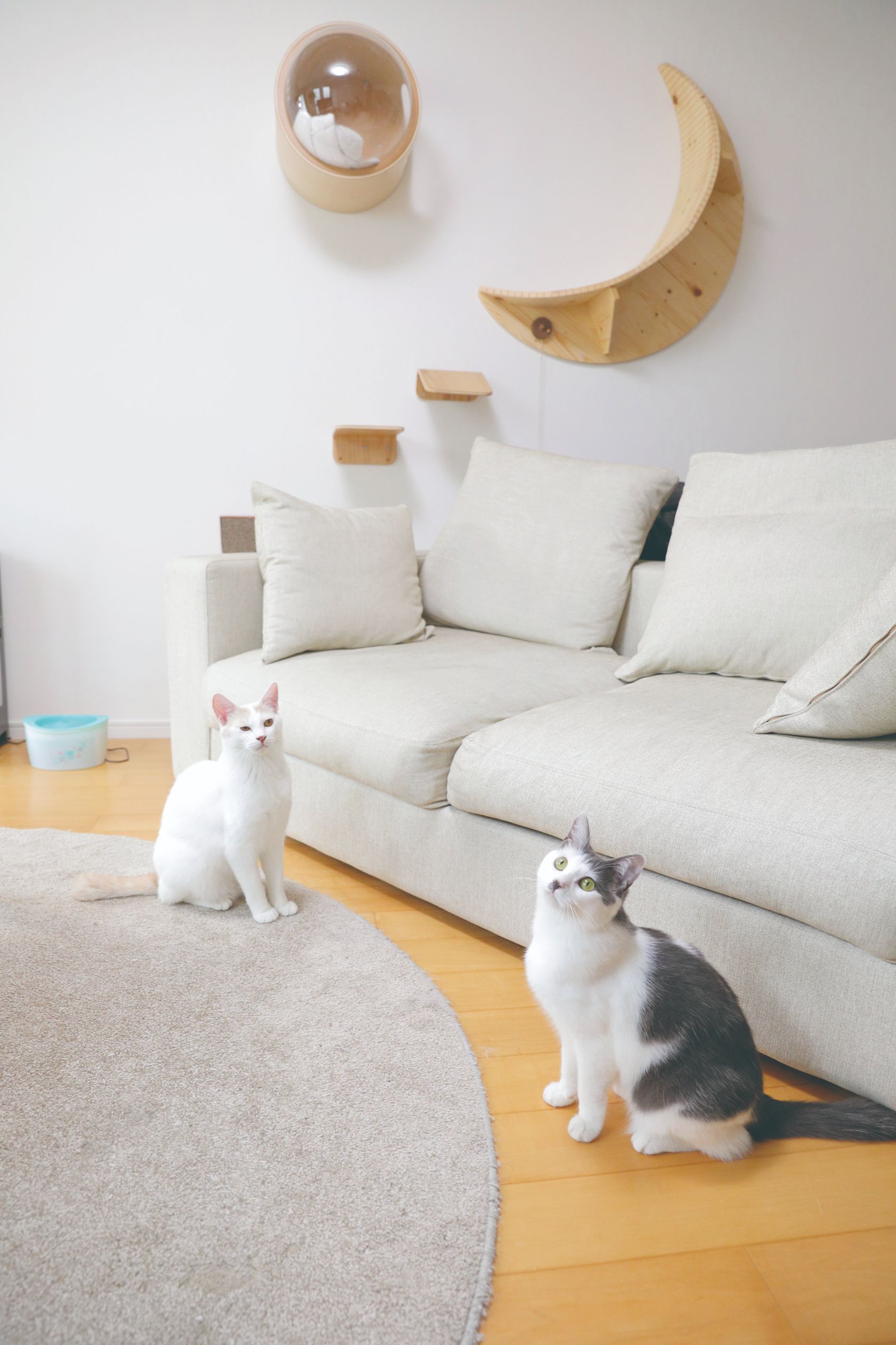 『空前絶後の保護猫ライフ! 池崎の家編』(宝島社)