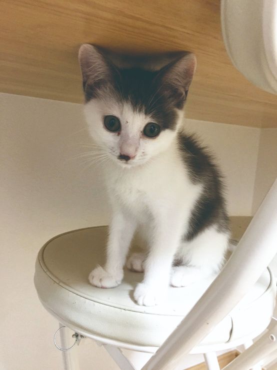 『空前絶後の保護猫ライフ! 池崎の家編』(宝島社)