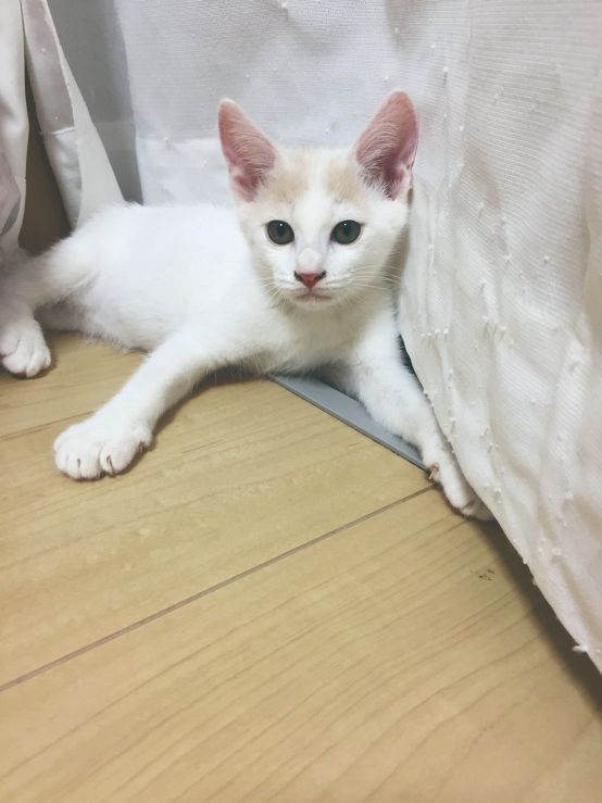 『空前絶後の保護猫ライフ! 池崎の家編』(宝島社)