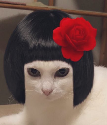 ちーぴーちゃん、飼い主・みじりめし（@DgSqu7eux9jn6Ai）さん