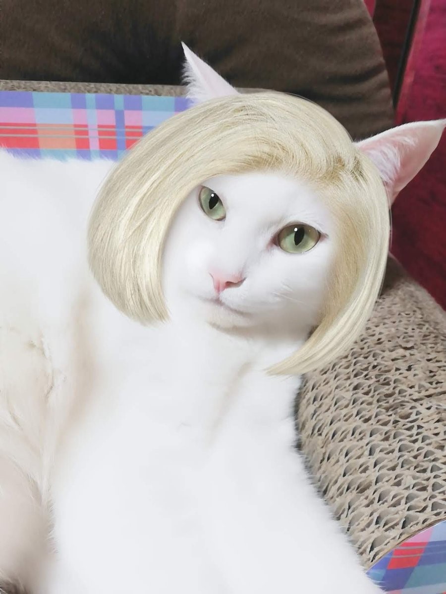 ハクくん、飼い主・姫ちゃん（@8422c51941104f8）さん