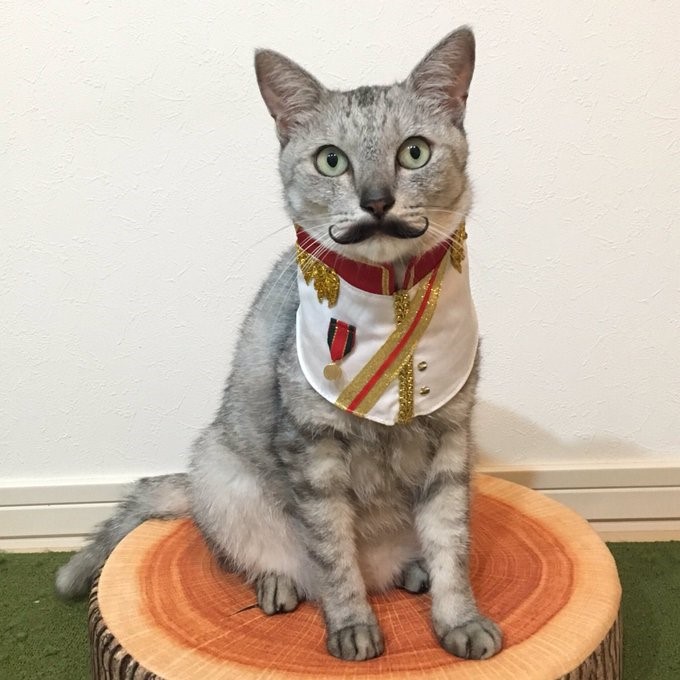 ミロくん、飼い主・ミロルナ（@eiru4）さん