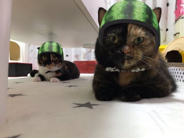 もずくちゃん（三毛猫/左）とめんまちゃん（サビ猫/右）、Miiii（@menma1120）さん