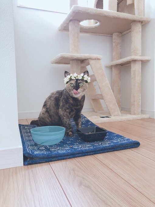 ナッツちゃん、飼い主・@mgZTDIhWE3KGjRGさん