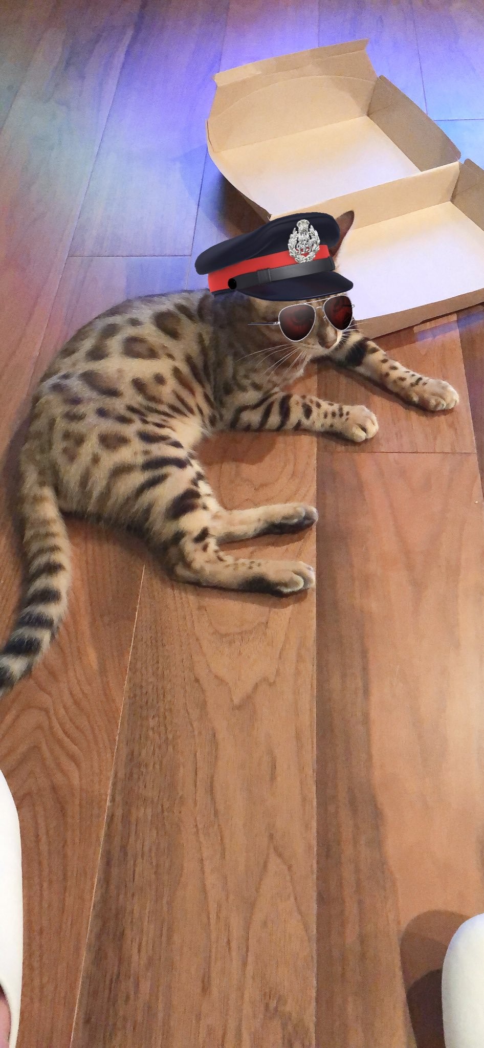 おでんちゃん、飼い主・Yukiko Iyo（@oyuki_cat）さん