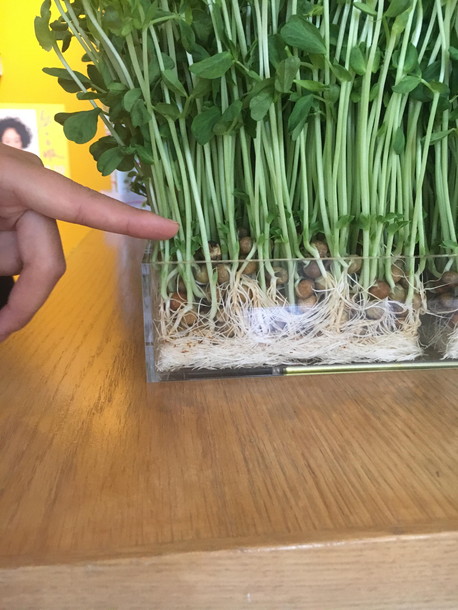 カットする場所が大事