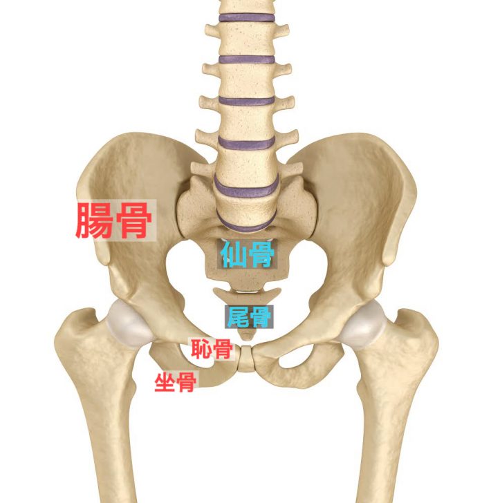 そもそも「骨盤が歪む」ってなに？