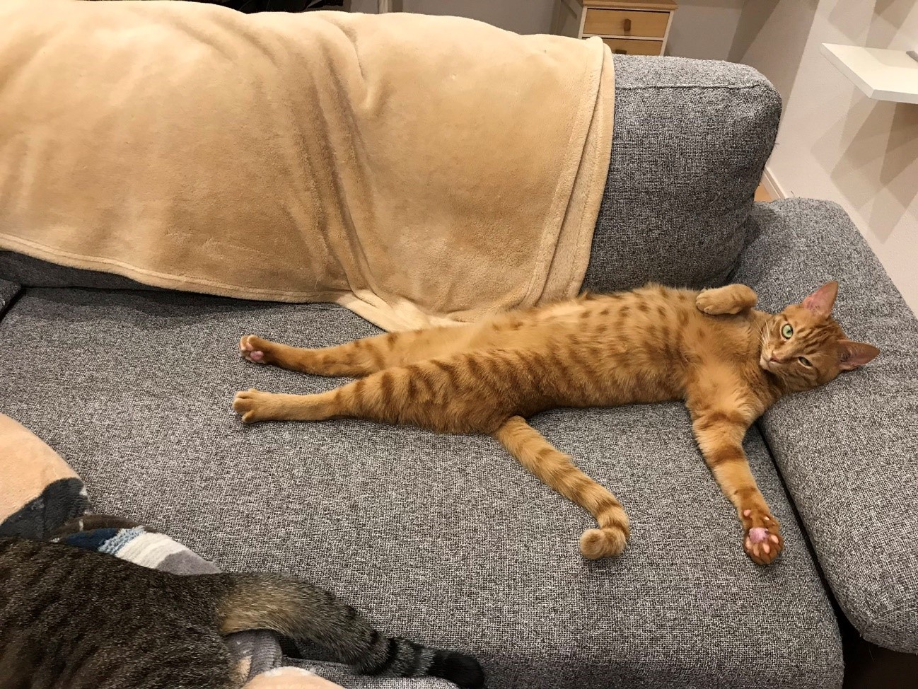 添い寝フレンド　猫