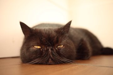 猫カフェ&ギャラリー「GATO」（山口県・山口市）　エキゾチックショートヘアのガトーくん