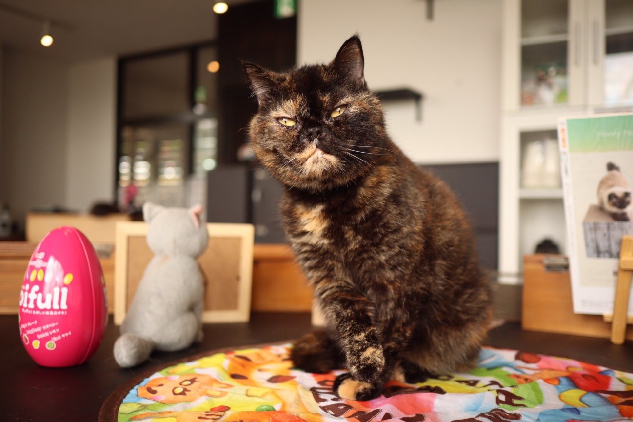 猫カフェ&ギャラリー「GATO」（山口県・山口市）の看板猫エキゾチックショートヘアのガトーくん